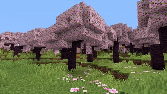 Bioma del cerezo en flor de Minecraft: árboles rosados de cerezo en flor de Minecraft hasta donde alcanza la vista, con pétalos de sakura rosados en el suelo debajo de ellos.